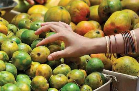 Mangoes and Poetry in India Image